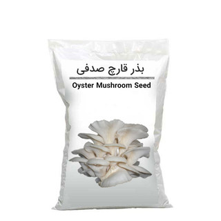 بذر قارچ صدفی ۱ کیلوگرم