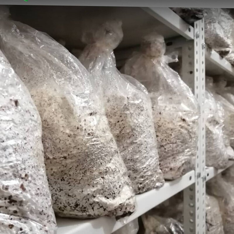 بذر قارچ یال شیر 1کیلوگرم