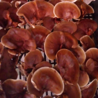 قارچ گانودرما