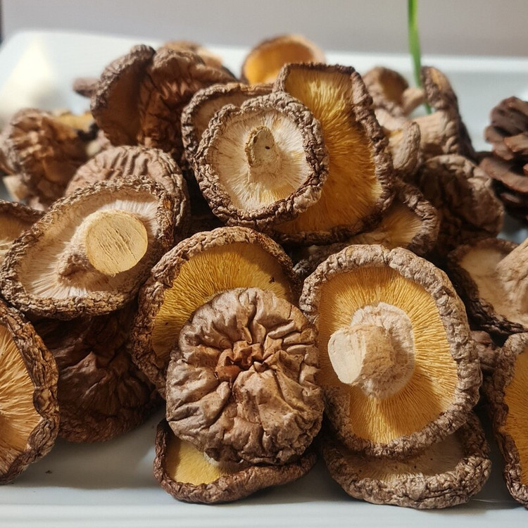 پودر قارچ شیتاکه بسته 100گرمی