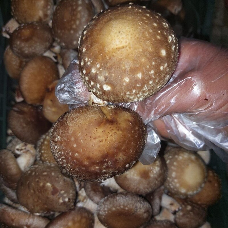 قارچ شیتاکه تازه 500 گرمی