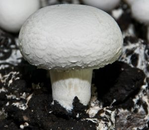 کمپوست قارچ دکمه ای تناژ